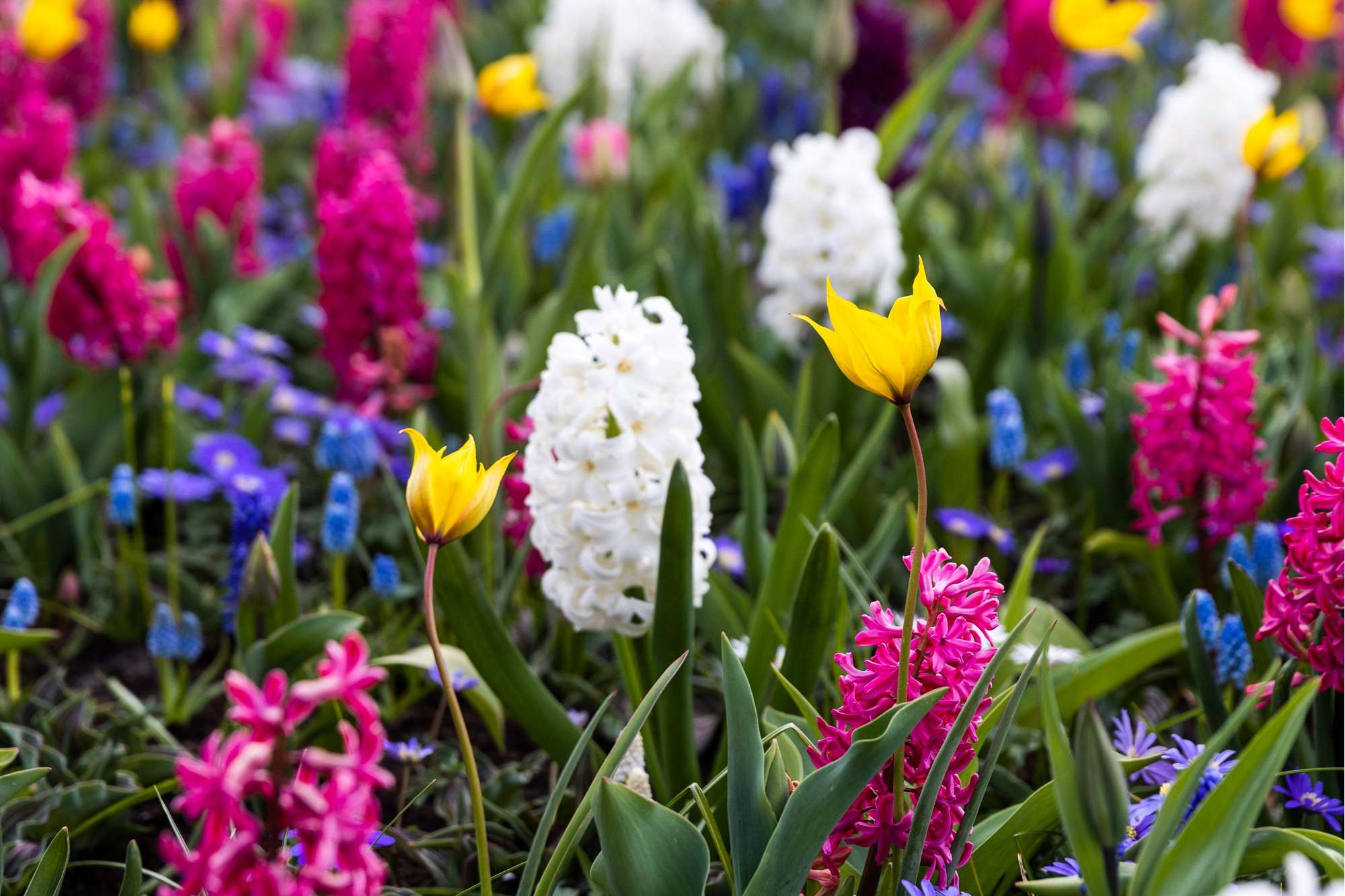 Tulpe 'Sylvestris'